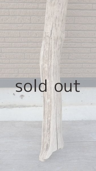 画像2: 大型　幹 (2)