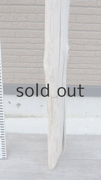 画像5: 幹流木 (5)