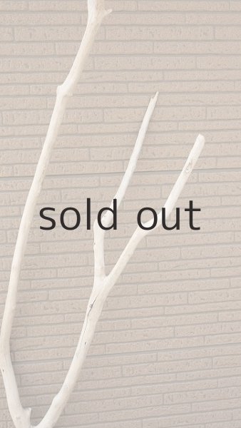 画像4: 幹流木・長尺 (4)