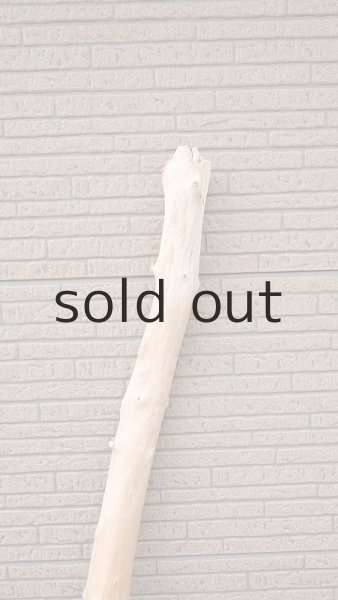 画像4: 幹流木 (4)