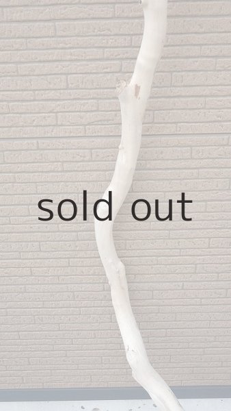 画像3: 幹流木・長尺 (3)