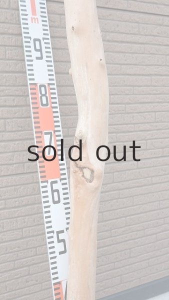 画像6: 幹流木 (6)