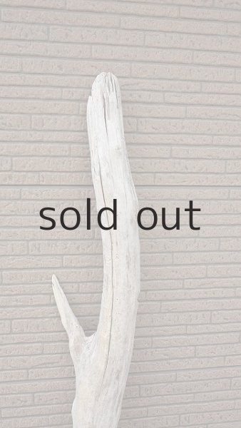 画像4: 幹流木 (4)