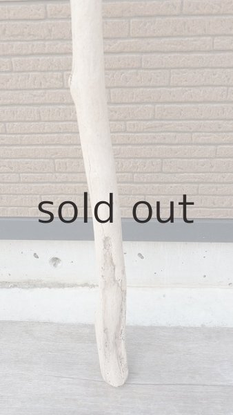 画像2: 幹流木 (2)