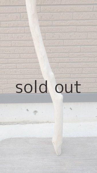 画像2: 幹流木・長尺 (2)