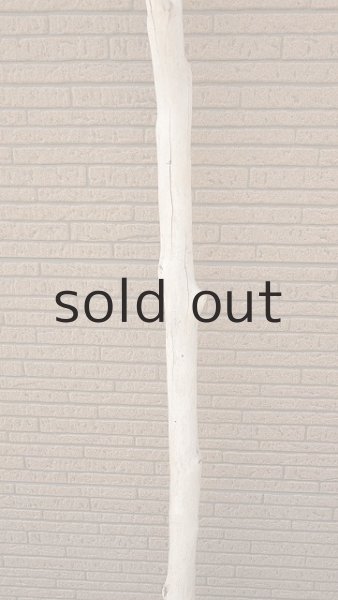 画像3: 幹流木 (3)