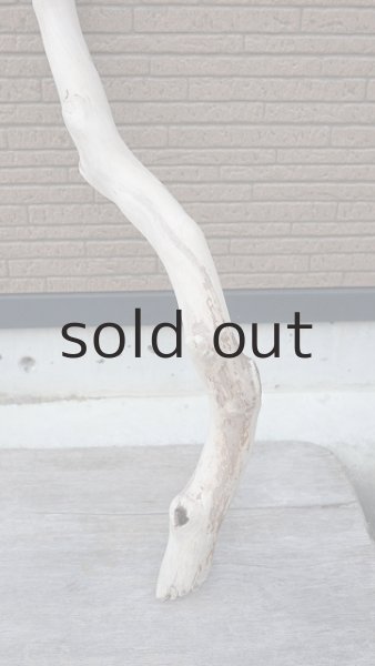 画像2: 幹流木・長尺 (2)