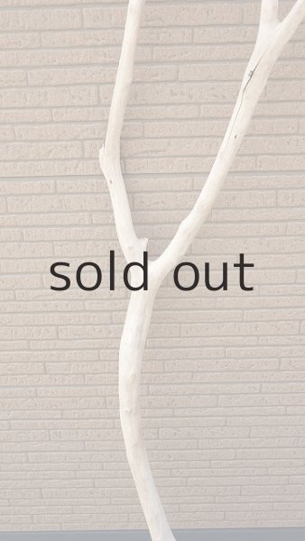 画像3: 幹流木・長尺 (3)