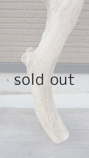 画像5: 幹流木 (5)