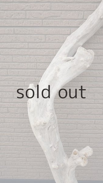 画像3: 幹流木 (3)