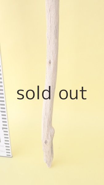 画像5: 枝流木 (5)