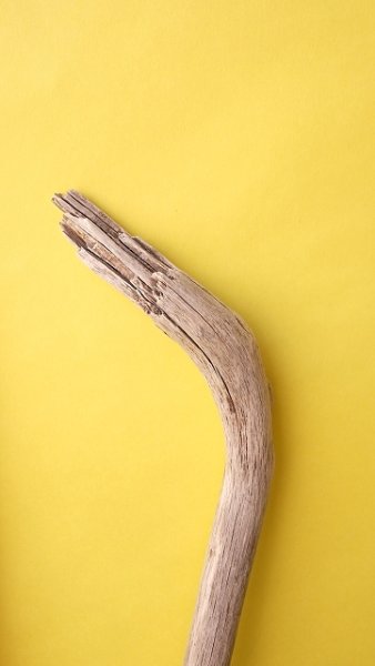 画像5: 枝流木 (5)