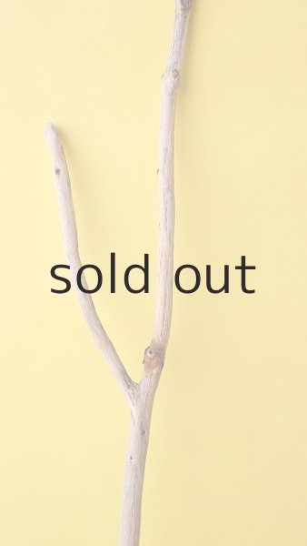 画像3: 枝流木 (3)