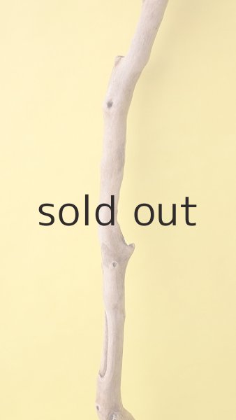 画像3: 枝流木 (3)