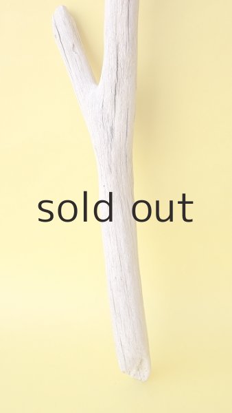 画像2: 枝流木 (2)