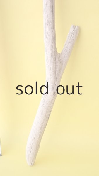 画像5: 枝流木 (5)