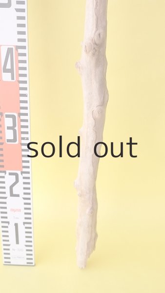 画像4: 枝流木 (4)