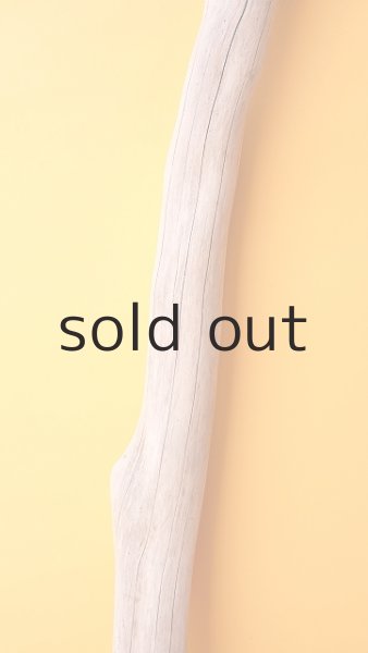 画像3: 幹流木 (3)