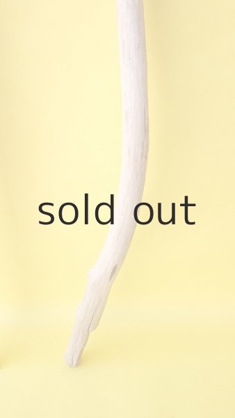 画像5: 枝流木 (5)