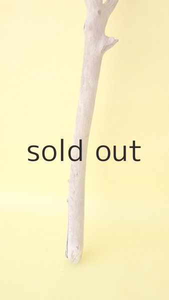 画像2: 枝流木 (2)