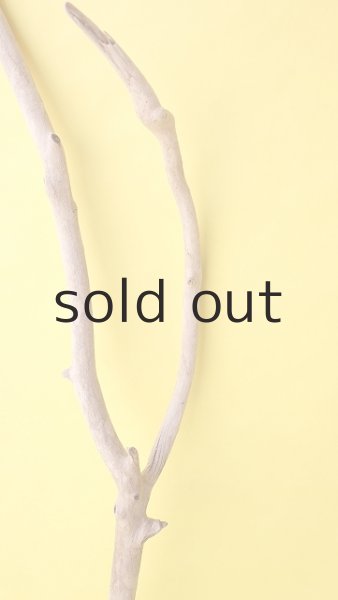 画像3: 枝流木 (3)