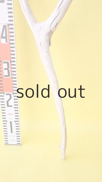 画像6: 枝流木 (6)