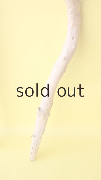 画像5: 枝流木 (5)