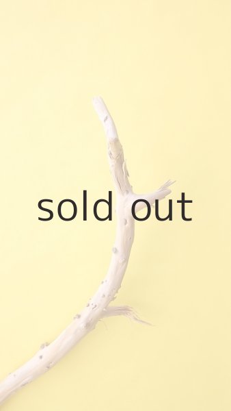 画像4: 枝流木 (4)