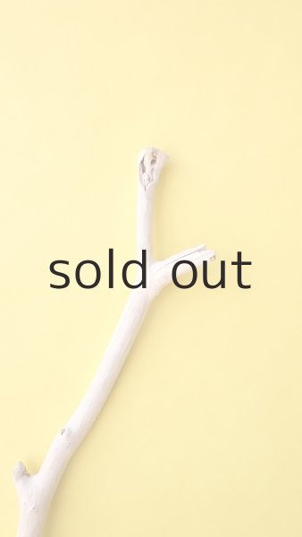 画像4: 枝流木 (4)