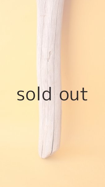 画像2: 幹流木 (2)