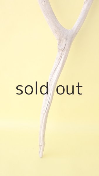 画像2: 枝流木 (2)