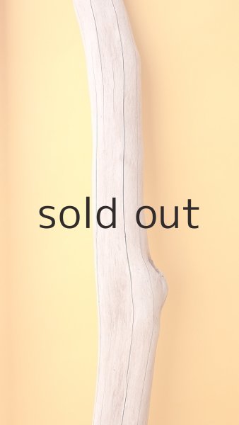 画像6: 幹流木 (6)