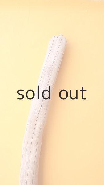 画像4: 幹流木 (4)