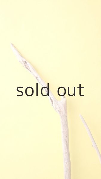 画像5: 枝流木 (5)