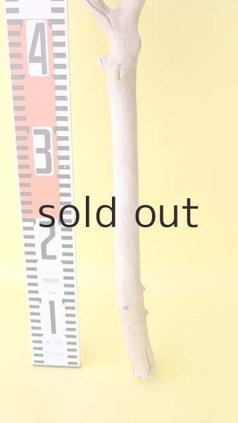 画像5: 枝流木 (5)