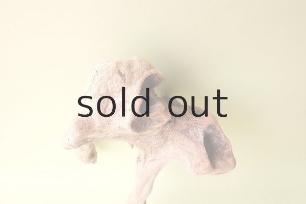 画像5: 流木根(中型) (5)