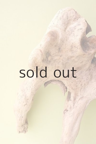 画像4: 流木根(中型) (4)