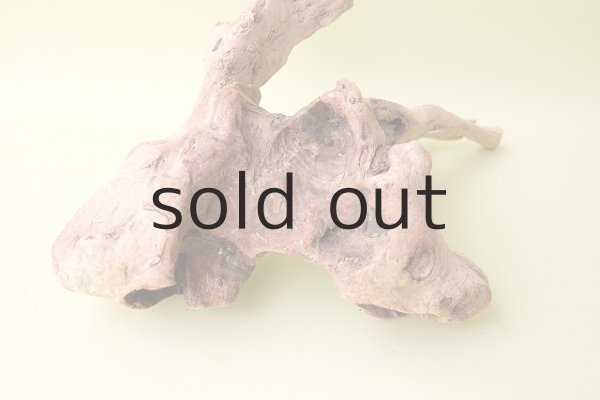 画像9: 流木根(中型) (9)