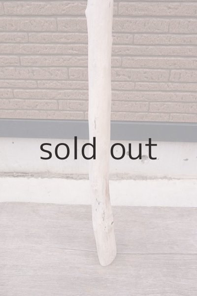 画像2: 幹流木 (2)