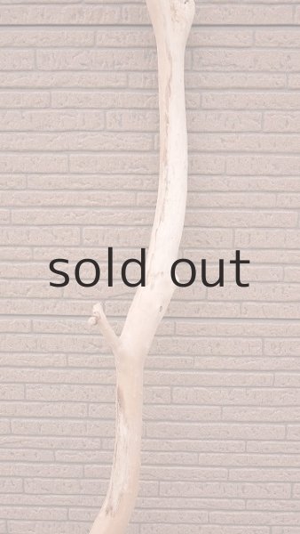 画像3: 幹流木・長尺 (3)