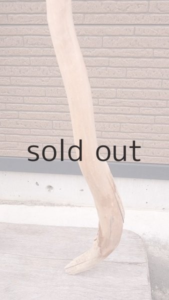 画像5: 幹流木・長尺 (5)