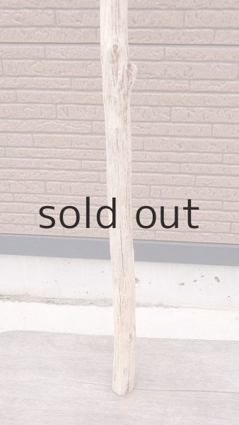 画像2: 幹流木・長尺 (2)