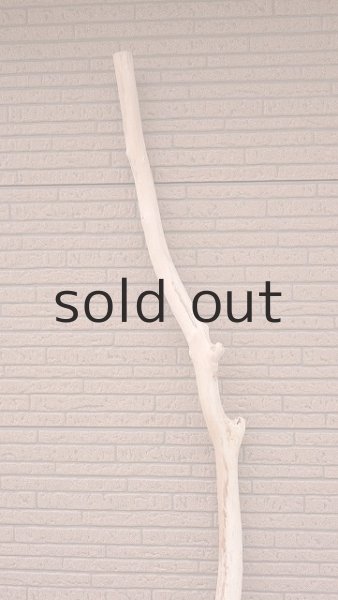 画像4: 幹流木・長尺 (4)