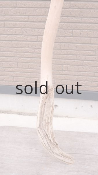 画像2: 幹流木・長尺 (2)