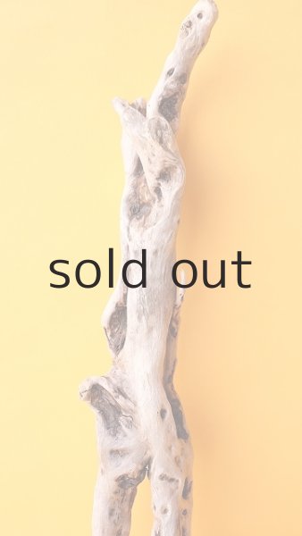 画像3: 流木根 (3)