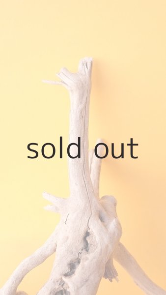 画像3: 流木根 (3)