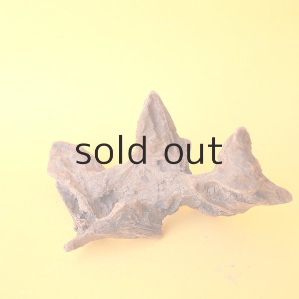 画像3: 変形流木 (3)