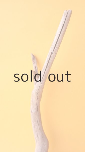 画像3: 流木根 (3)