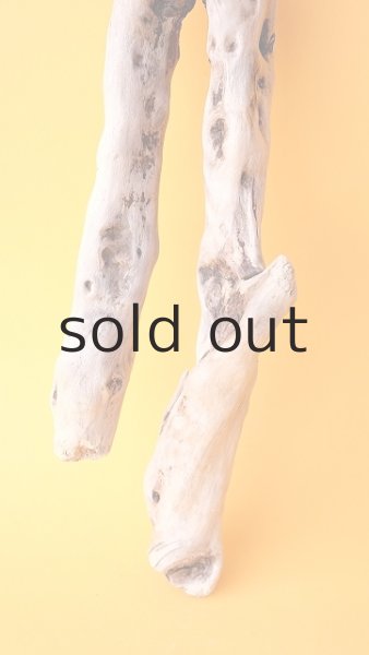 画像2: 流木根 (2)