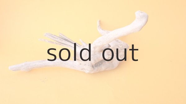 画像4: 流木根 (4)